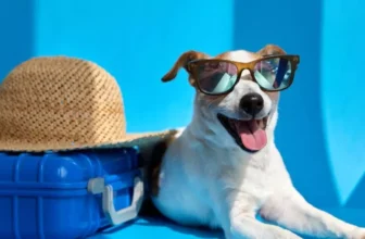 What Are the Best Pet Sunglasses and Gear for Sunny Outdoor Days?