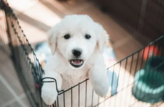 How to Choose the Right Cage Accessories for Your Pet
